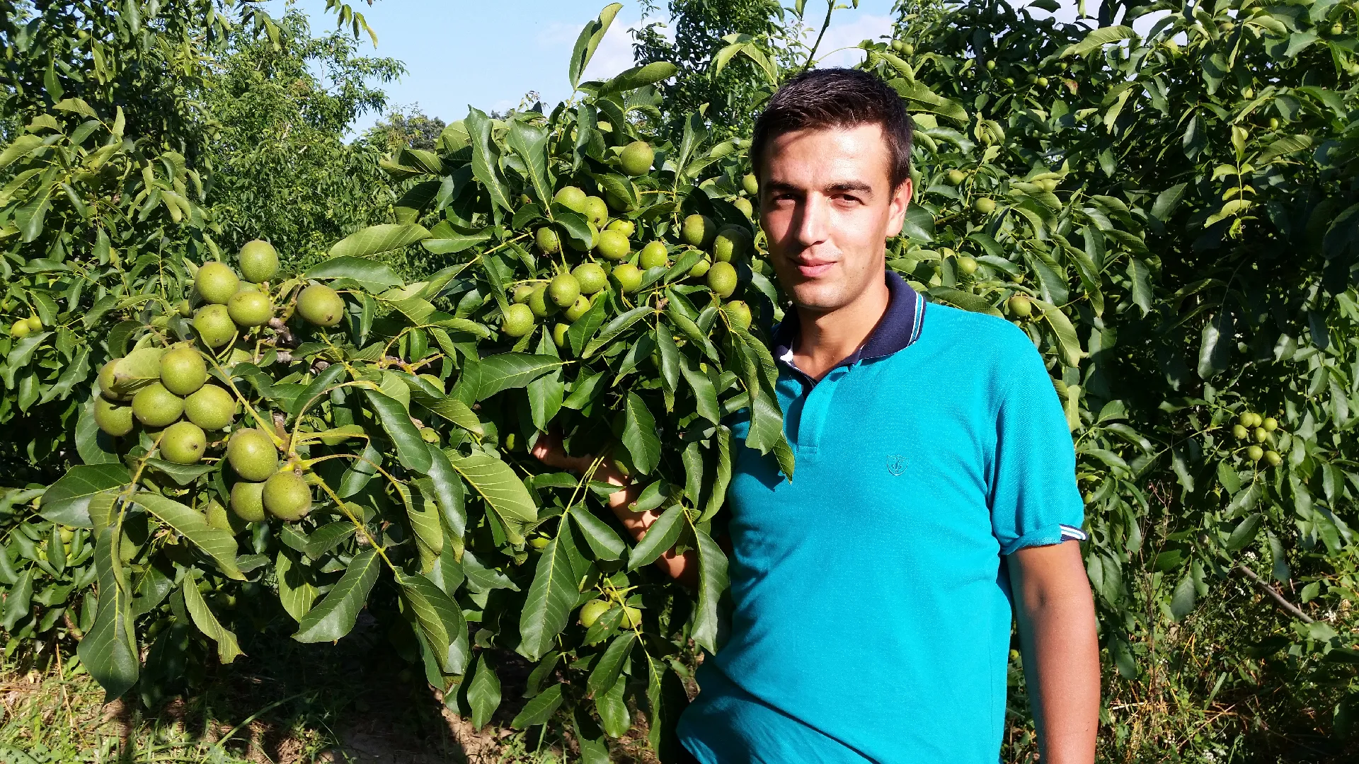 Badem Fidanları