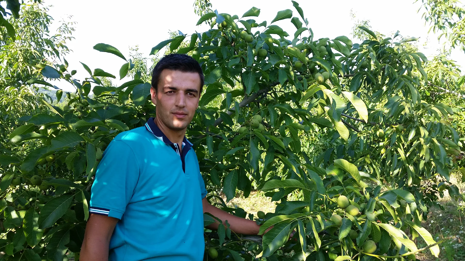 Kestane Fidanları