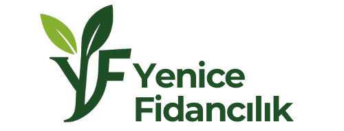 Yenice Fidan