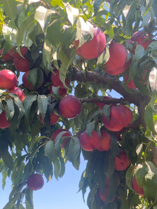 AMİGA NEKTARİN FİDANI 3 YAŞLI TÜPLÜ